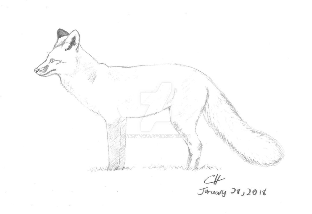 1078x740 Daily Sketch 7 - Red Fox Sketch