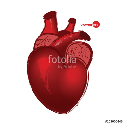 500x500 Anatomical Human Heart On White Background, Drawing In Cartoon - Red Heart Sketch
