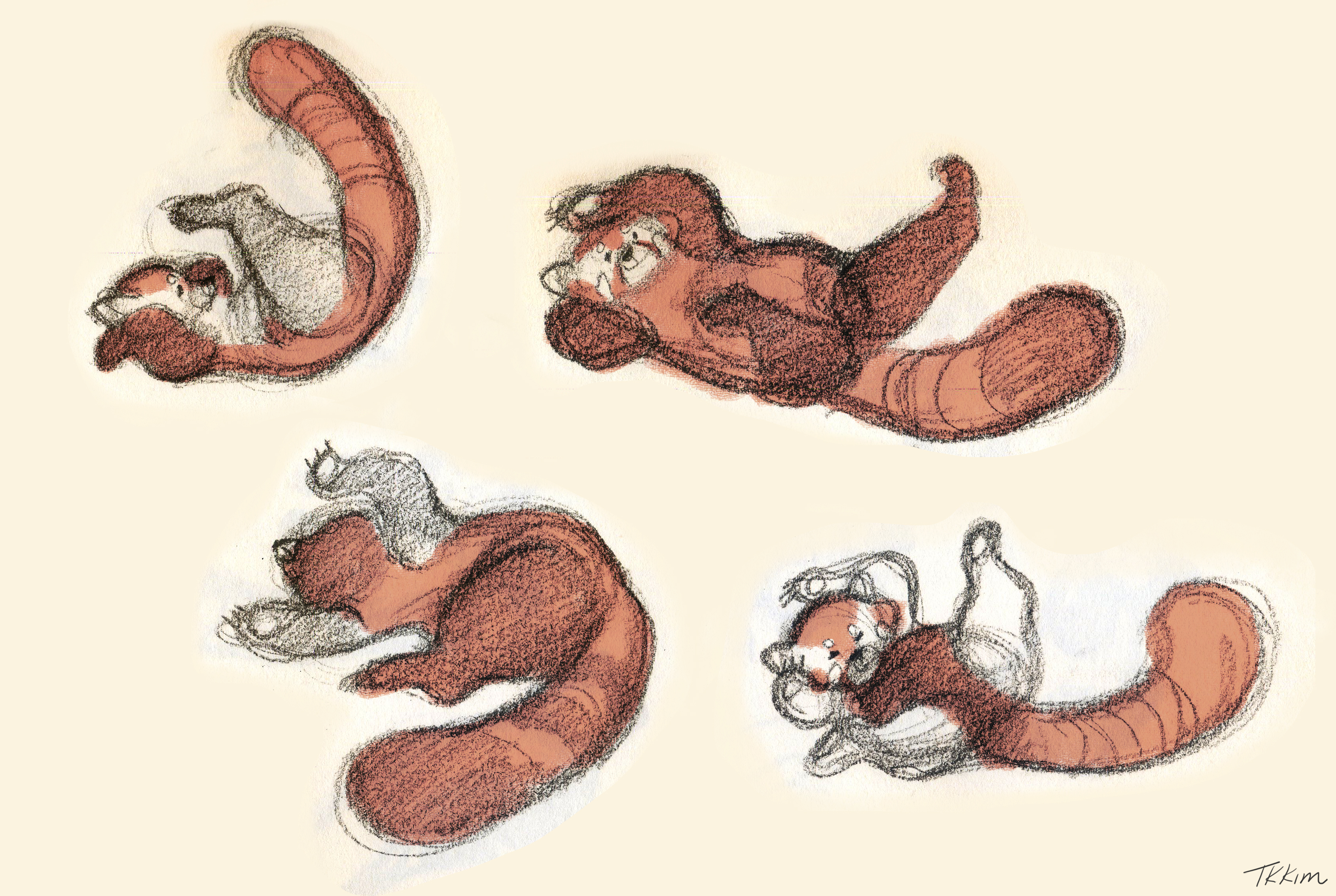 3377x2264 Red Panda Sketch Hope Is Handmade - Red Panda Sketch