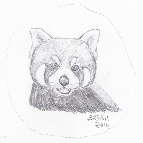 480x480 Red Panda Head Sketch Art By Breah - Red Panda Sketch