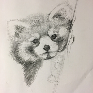 320x320 Red Panda Wip~ - Red Panda Sketch