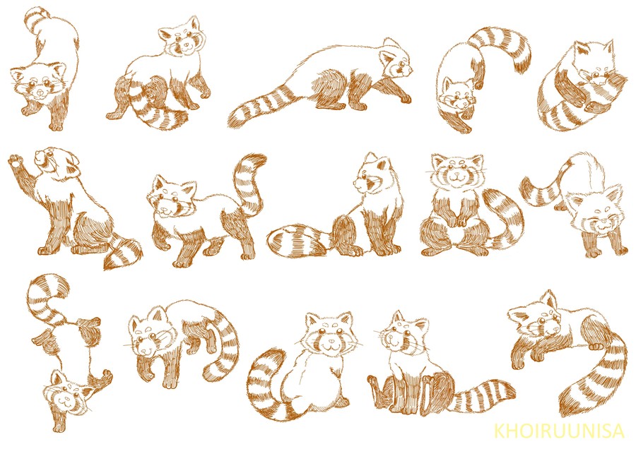 900x636 Entry - Red Panda Sketch