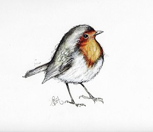 300x258 Red Robin Drawings Fine Art America - Red Robin Sketch