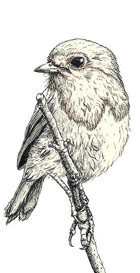 283x550 Red Robin Posters By Lucylocksart Redbubble - Red Robin Sketch