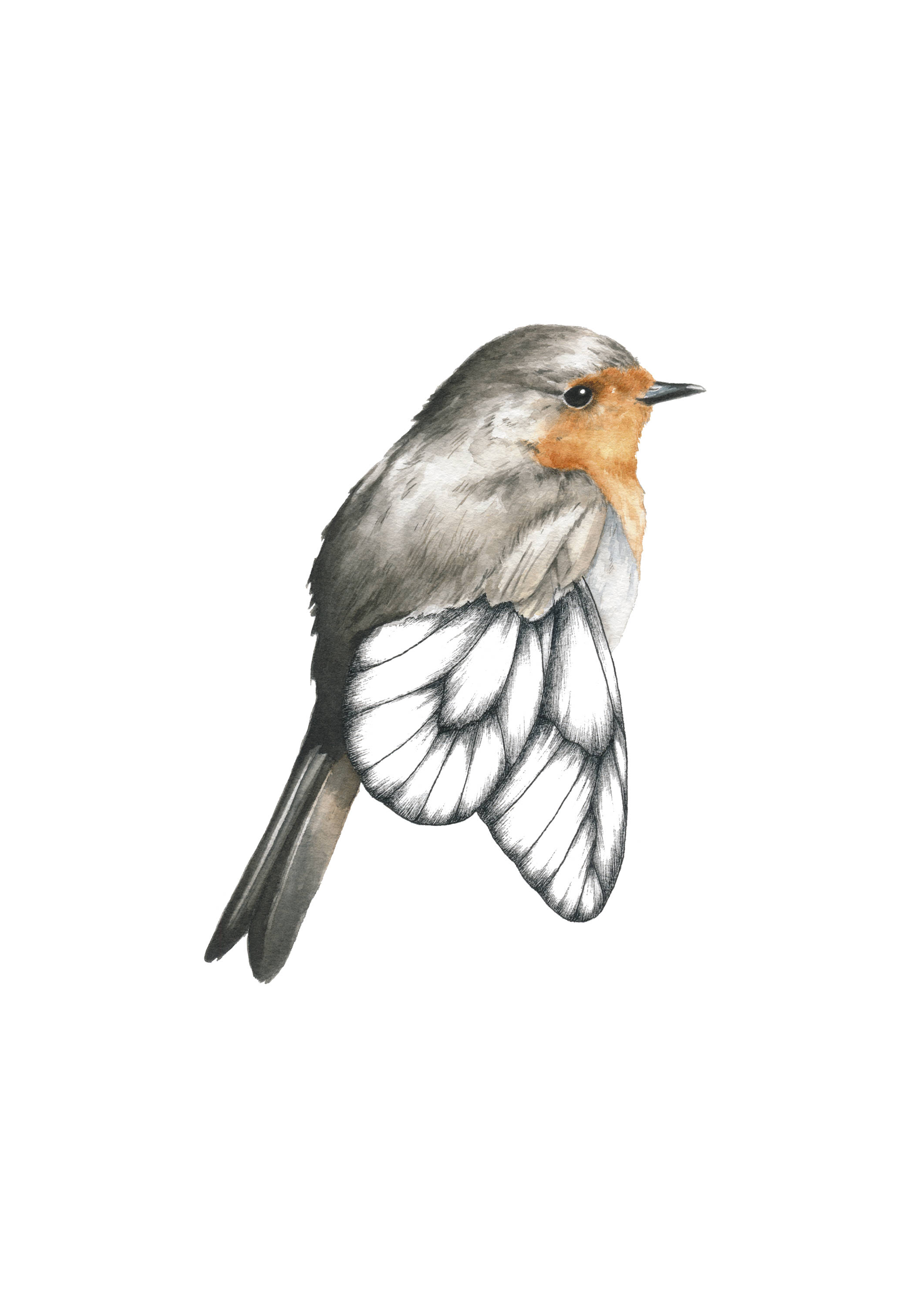 2122x3000 Red Robin Watercolor Illustrationart Print Etsy - Red Robin Sketch