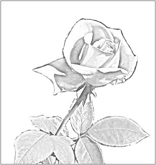 309x326 Pencil Drawings Of Roses, Altered Rose Art, And Rose Sketches - Red Rose Sketch