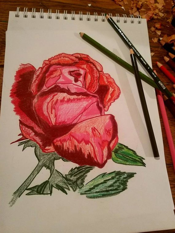 570x760 Red Rose Flower Sketch Colored Pencil Sketched Art By Scott D - Red Rose Sketch