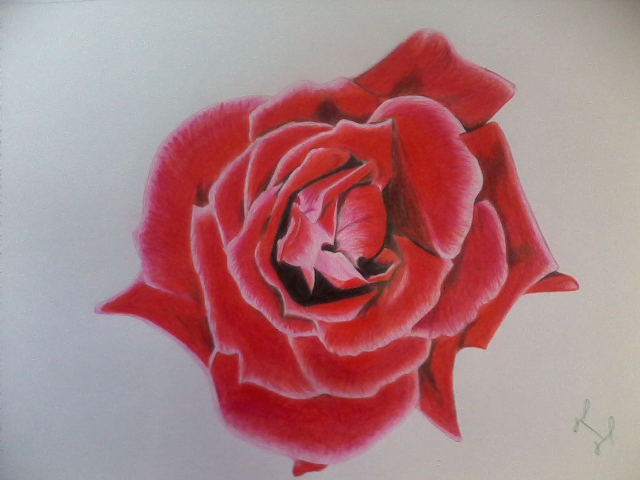 2048x1536 Red Rose My Sketch Work Sketches - Red Rose Sketch