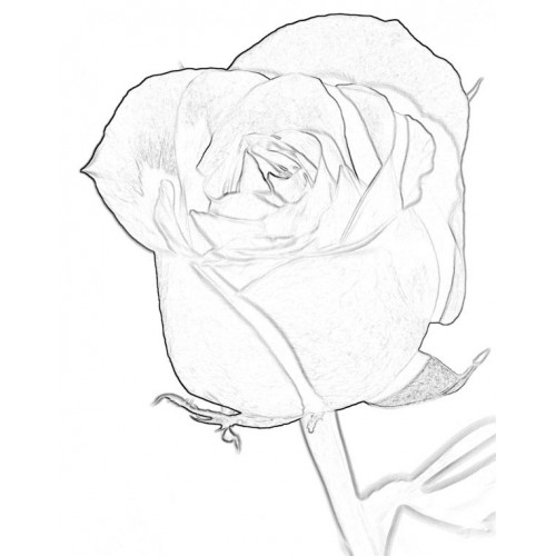 500x500 Red Rose 1 Sketch For Canvas Painting - Red Rose Sketch