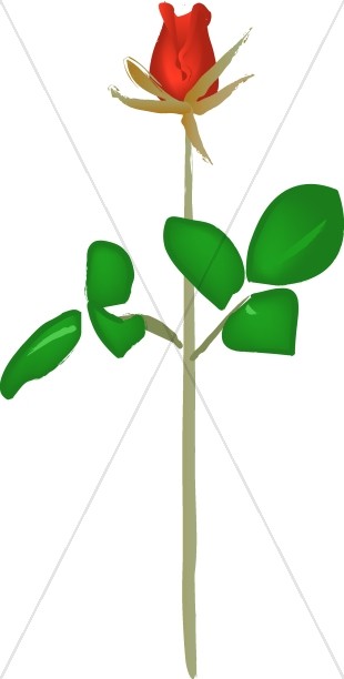 310x612 Red Rose Sketch Church Rose Clipart - Red Rose Sketch