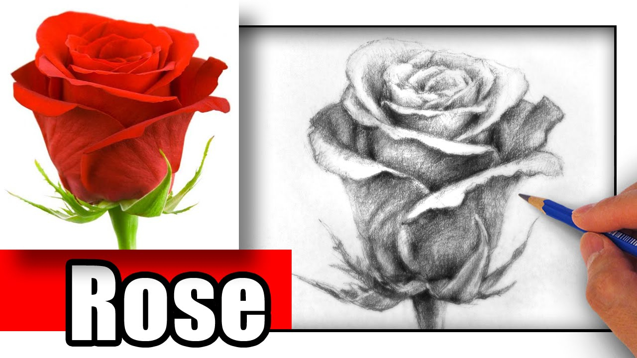 1280x720 Red Rose Sketch Lead Pencil How To Draw A Rose With Pencil The - Red Rose Sketch