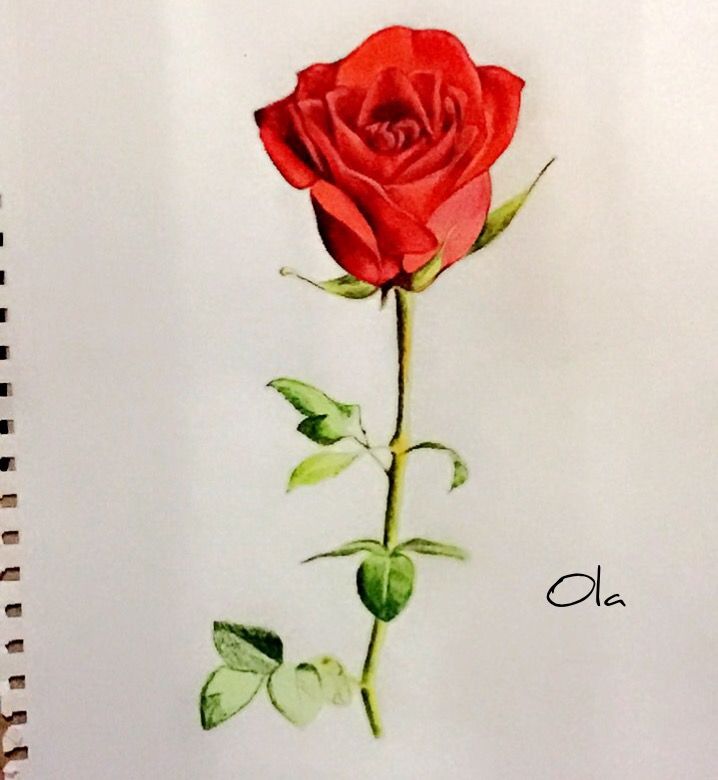 718x780 Rose Drawing , Red , Rose , Sketch , Colora , Flower , Painting - Red Rose Sketch