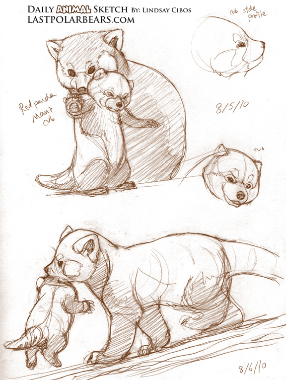 576x765 Daily Animal Sketch Red Panda Mom And Cub Last Of The Polar Bears - Red Sketch