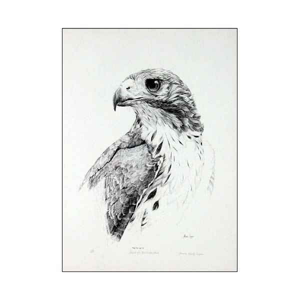 600x600 Portrait Of A Red Tailed Hawk American Eagle Foundation - Red Tailed Hawk Sketch