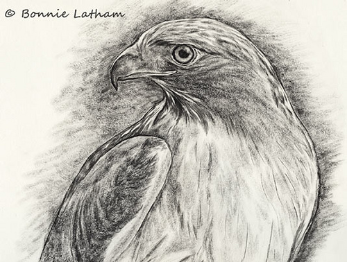 500x378 Predator Red Tailed Hawk Sketch 9 X 12 Image Of An - Red Tailed Hawk Sketch