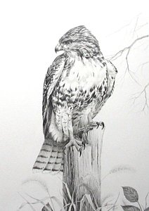 212x300 Red Tail Hawk Painting By Teresa Einsig - Red Tailed Hawk Sketch