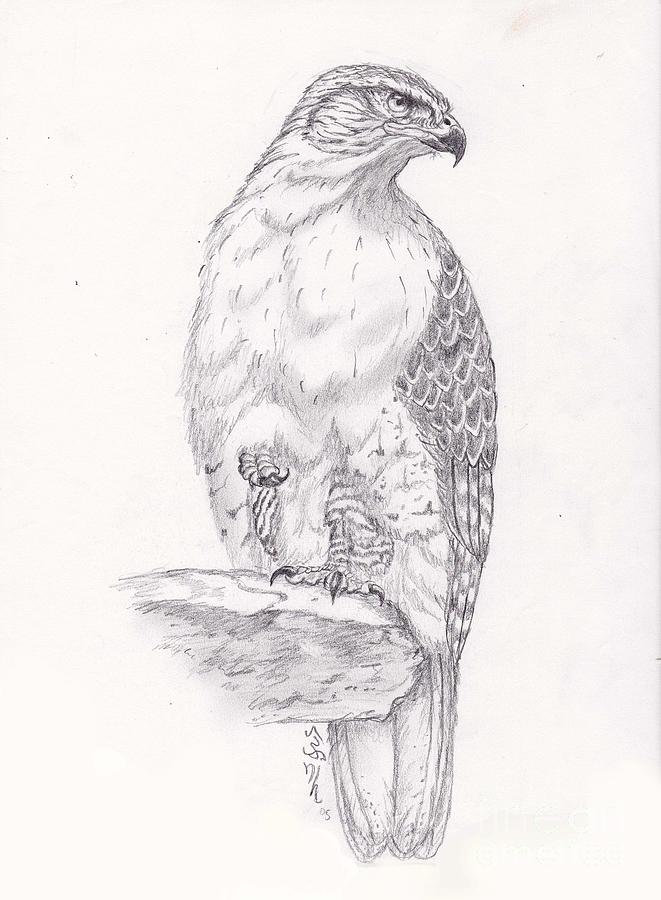 661x900 Red Tailed Hawk Drawing By William Heflin - Red Tailed Hawk Sketch