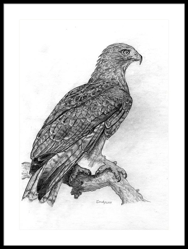600x794 Red Tailed Hawk Framed Print By Cynthia Lanka - Red Tailed Hawk Sketch
