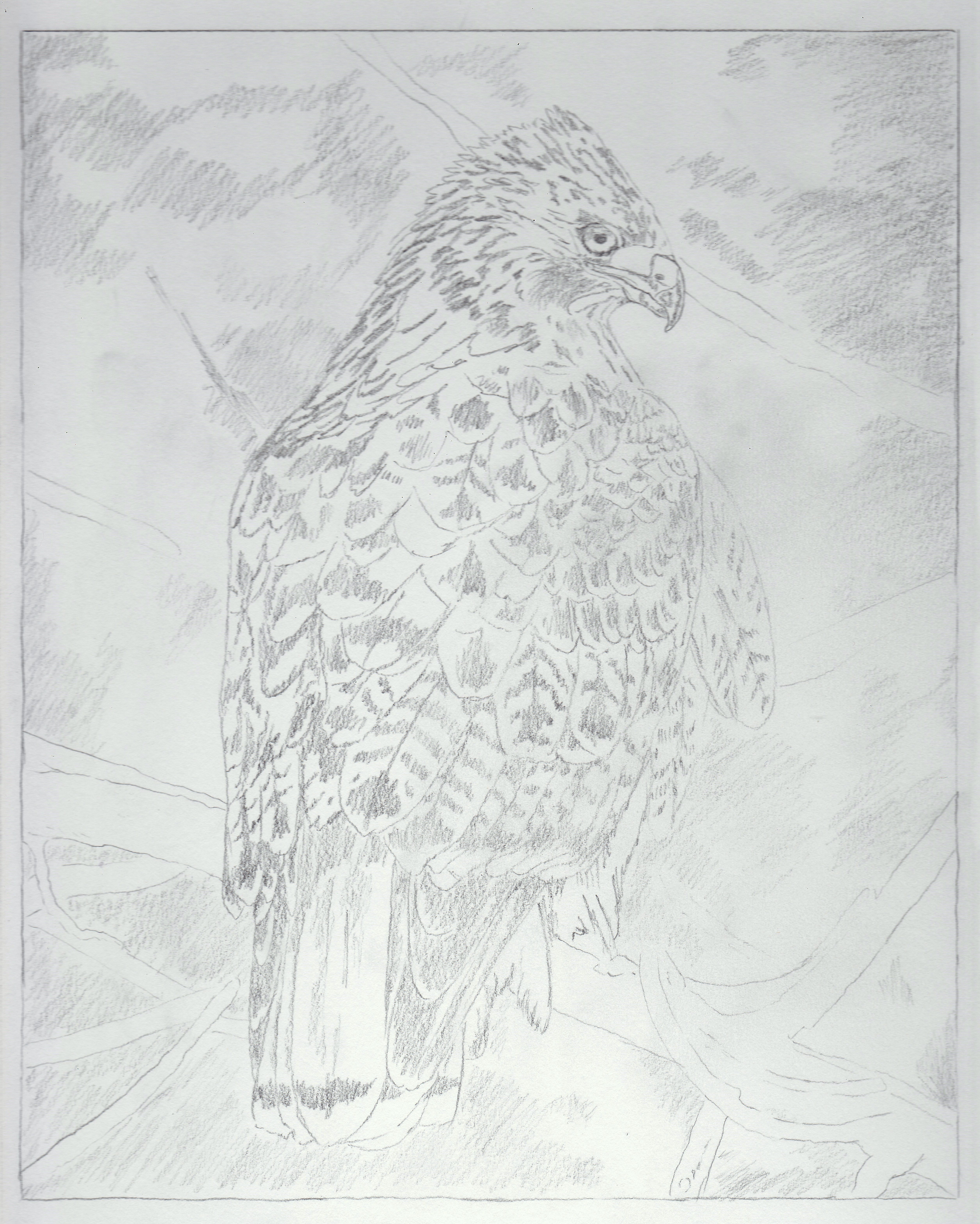 5021x6273 Red Tailed Hawk Portfolio 1115 (Pre Work Sketch) Weasyl - Red Tailed Hawk Sketch