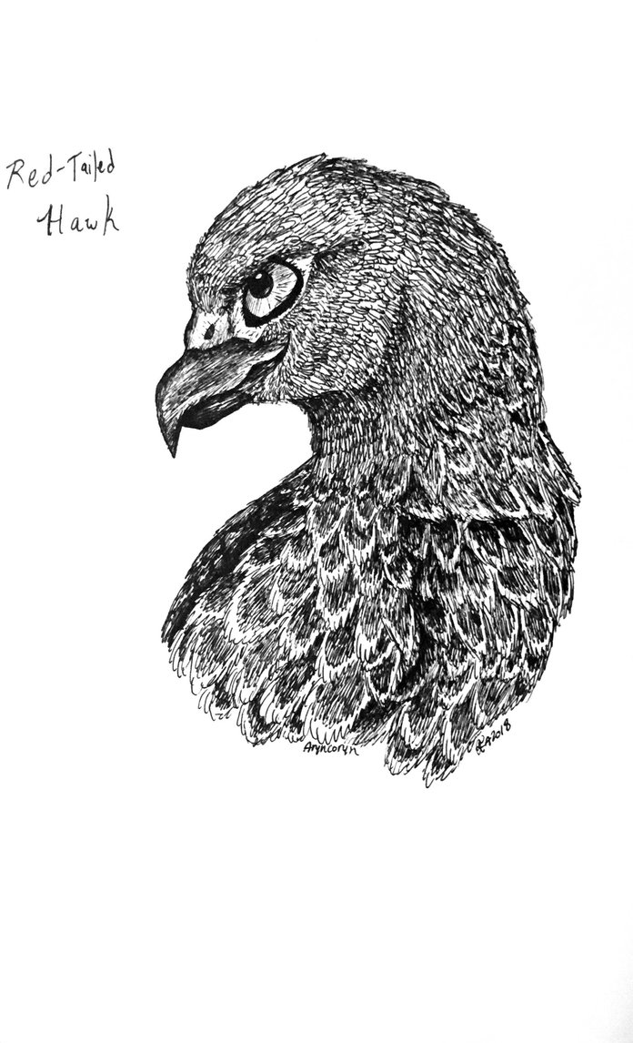 696x1146 Red Tailed Hawk Sketch By Aryncoryn - Red Tailed Hawk Sketch