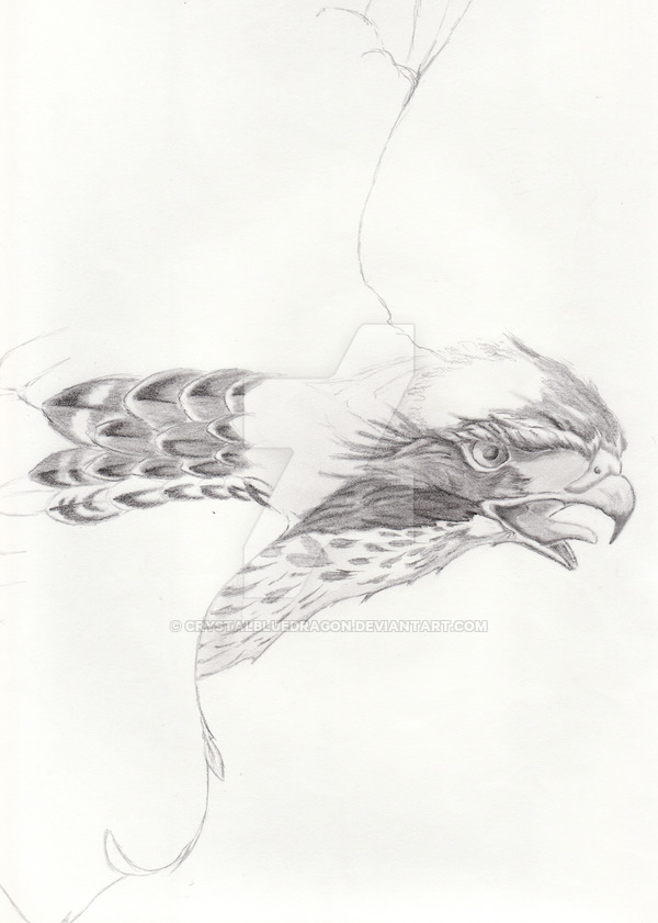 600x841 Red Tailed Hawk Sketch By Crystalbluedragon - Red Tailed Hawk Sketch