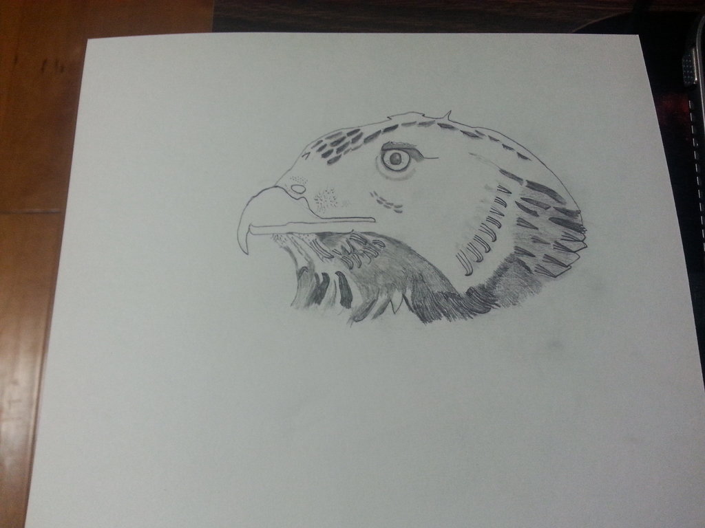 1024x768 Red Tailed Hawk Sketch Drawing By Sk363786 - Red Tailed Hawk Sketch