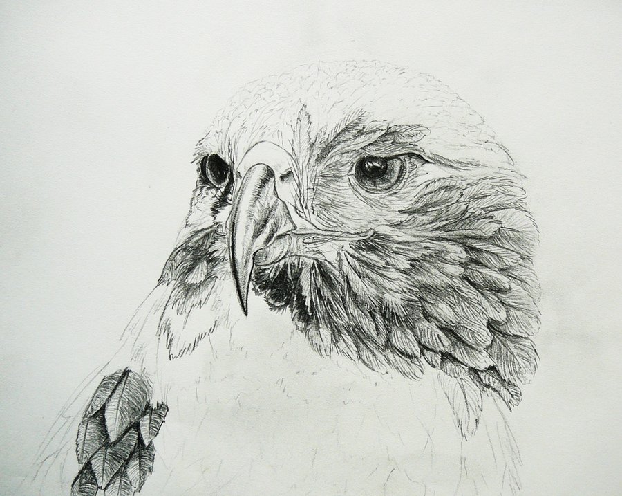 900x717 Red Tailed Hawk Drawing By Copperarabian - Red Tailed Hawk Sketch