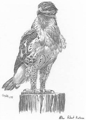 287x400 Red - Red Tailed Hawk Sketch