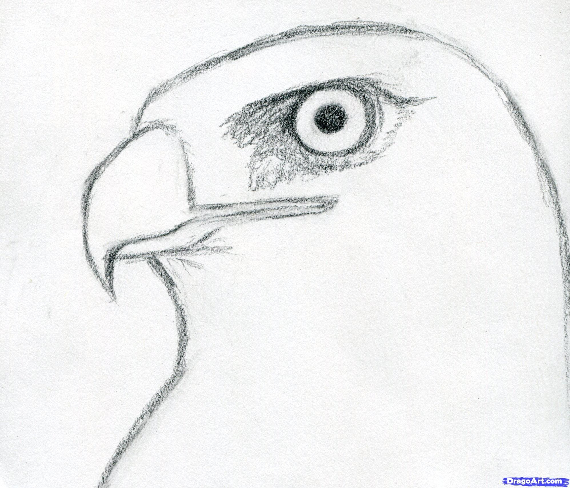 1995x1708 Sketching Of Birds Cute Features How To Draw A Hawk, Red Tailed - Red Tailed Hawk Sketch