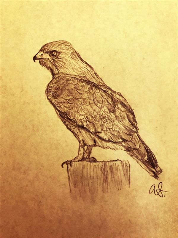 600x800 West Linn Ecosystems Red Tailed Hawk - Red Tailed Hawk Sketch