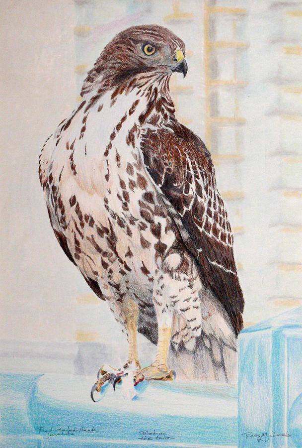 608x900 Red Tailed Hawk Sketch - Red Tailed Hawk Sketch