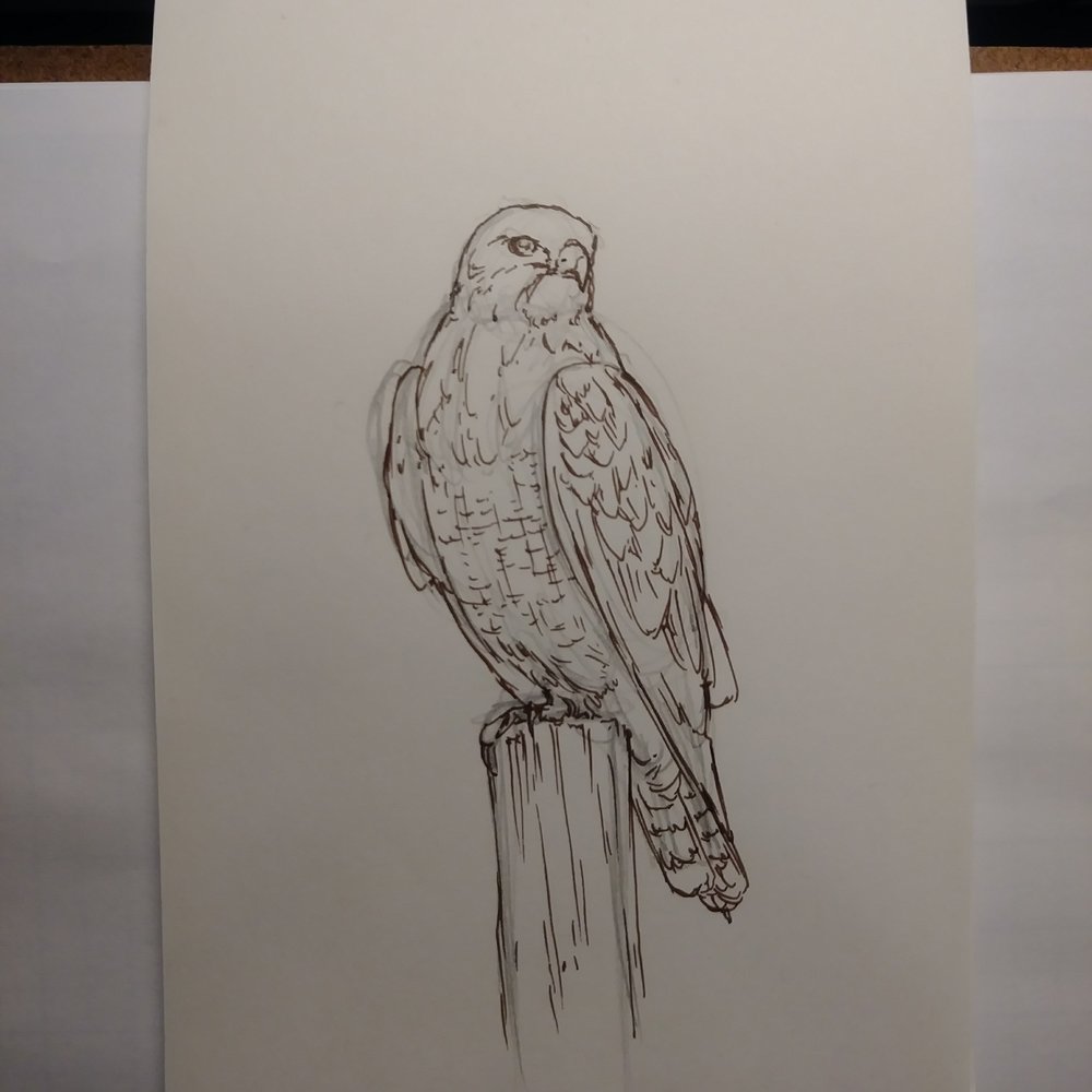 Hawk Sketch