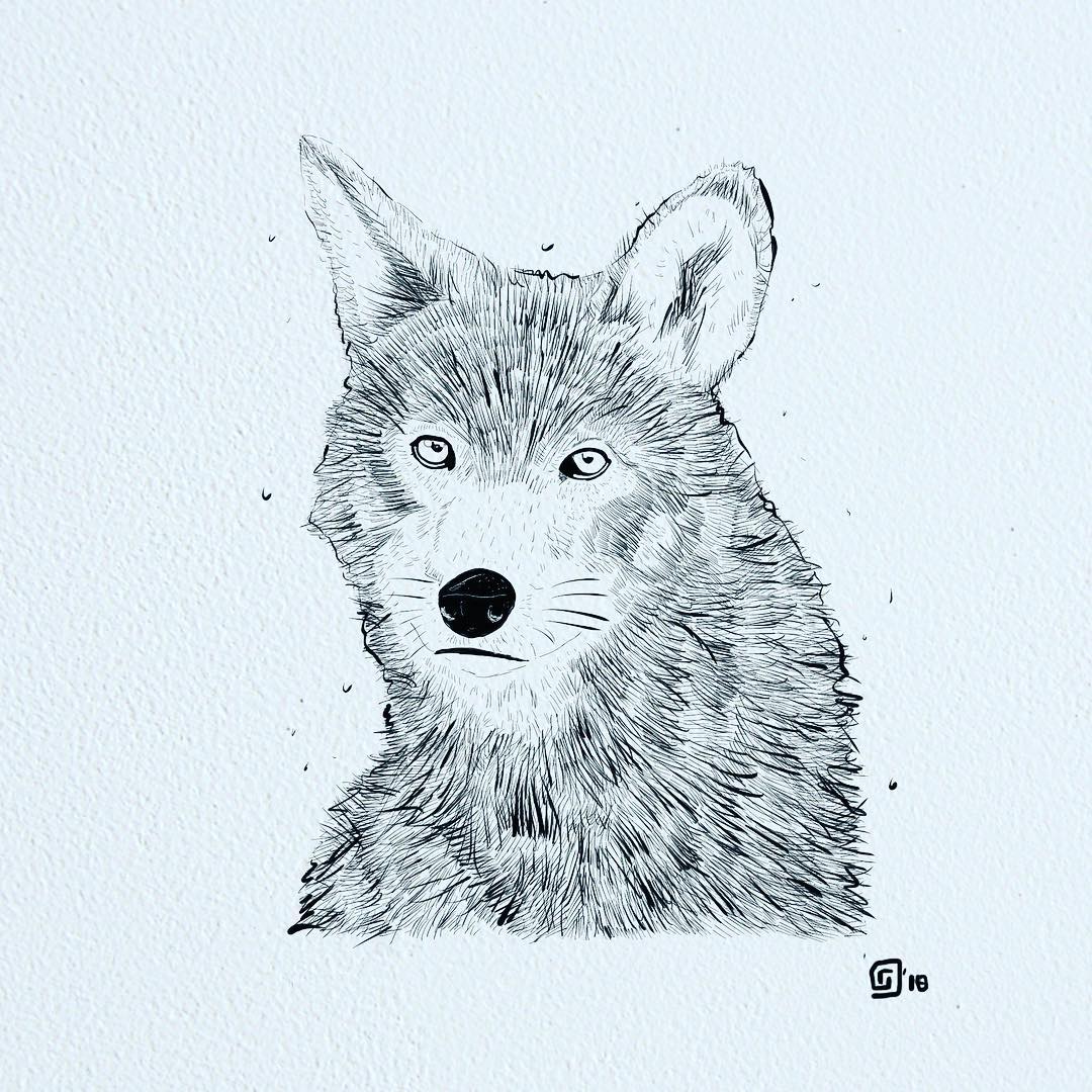1080x1080 Images Tagged With - Red Wolf Sketch
