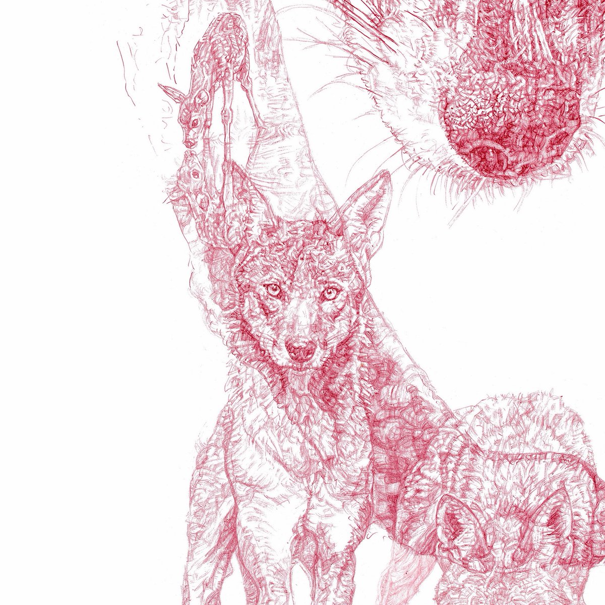 1200x1200 Jane Lee Mccracken On Twitter Privilege To See Red Wolves - Red Wolf Sketch