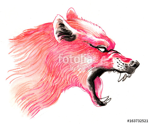 500x414 Lupus Red Wolf Stock Photo And Royalty Free Images On - Red Wolf Sketch