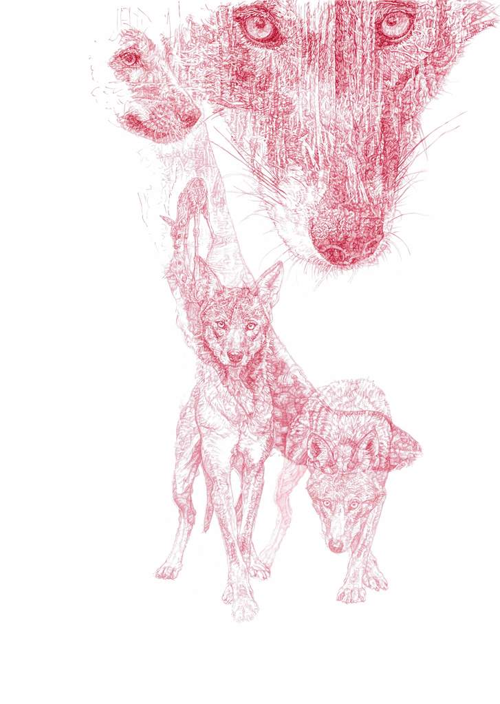 727x1023 Red Wolf Jane Lee Mccracken - Red Wolf Sketch