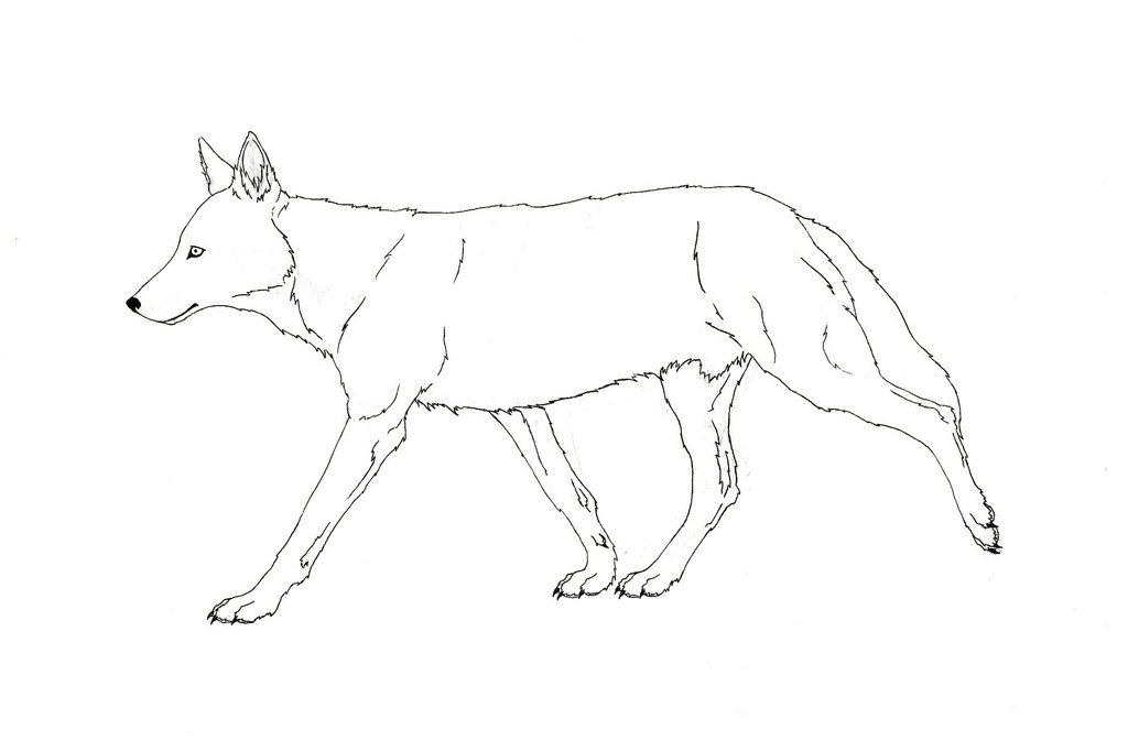 1024x682 Redwolf Lineart By Sarachristensen - Red Wolf Sketch