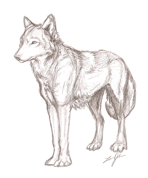 500x598 Wolf Sketch By Akeli - Red Wolf Sketch