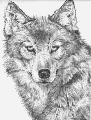 Red Wolf Sketch at PaintingValley.com | Explore collection of Red Wolf ...