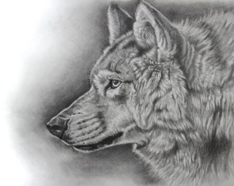 340x270 Wolf Sketch Etsy - Red Wolf Sketch