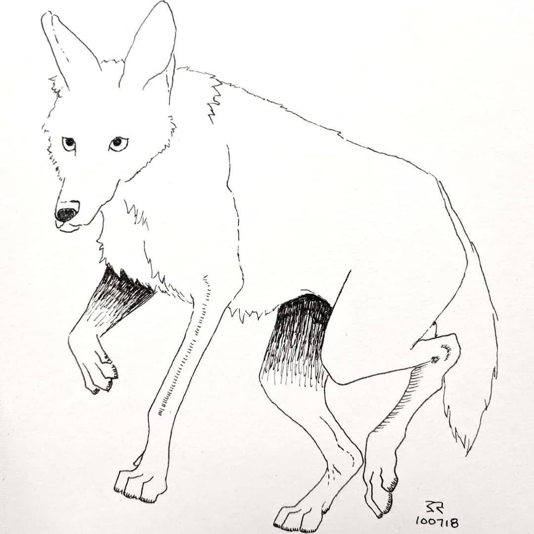 1080x1080 Redwolf Photos - Red Wolf Sketch