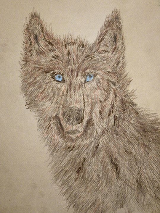540x720 Blue Eyed Red Wolf - Red Wolf Sketch