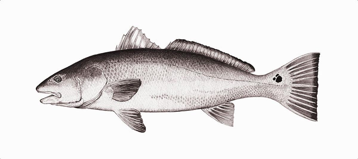 1200x534 Redfish Global Flyfisher - Redfish Sketch