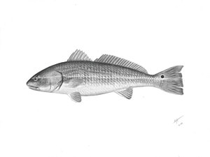 300x225 Redfish Drawings Fine Art America - Redfish Sketch