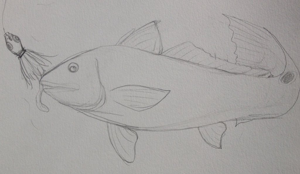 1024x594 Redfish Sketch By Mscannon36 - Redfish Sketch