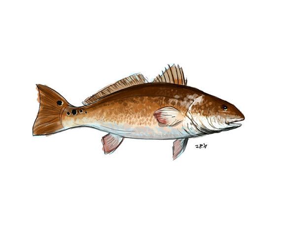 570x456 Redfish Digital Illustration From A Pencil Sketch. My Art - Redfish Sketch