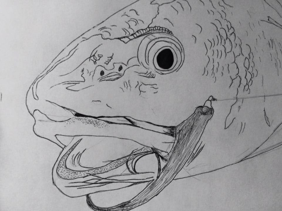960x720 Redfish Sketch And Project On Behance - Redfish Sketch