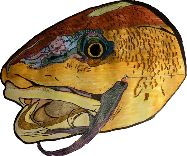600x498 Redfish Sketch And Project On Student Show - Redfish Sketch