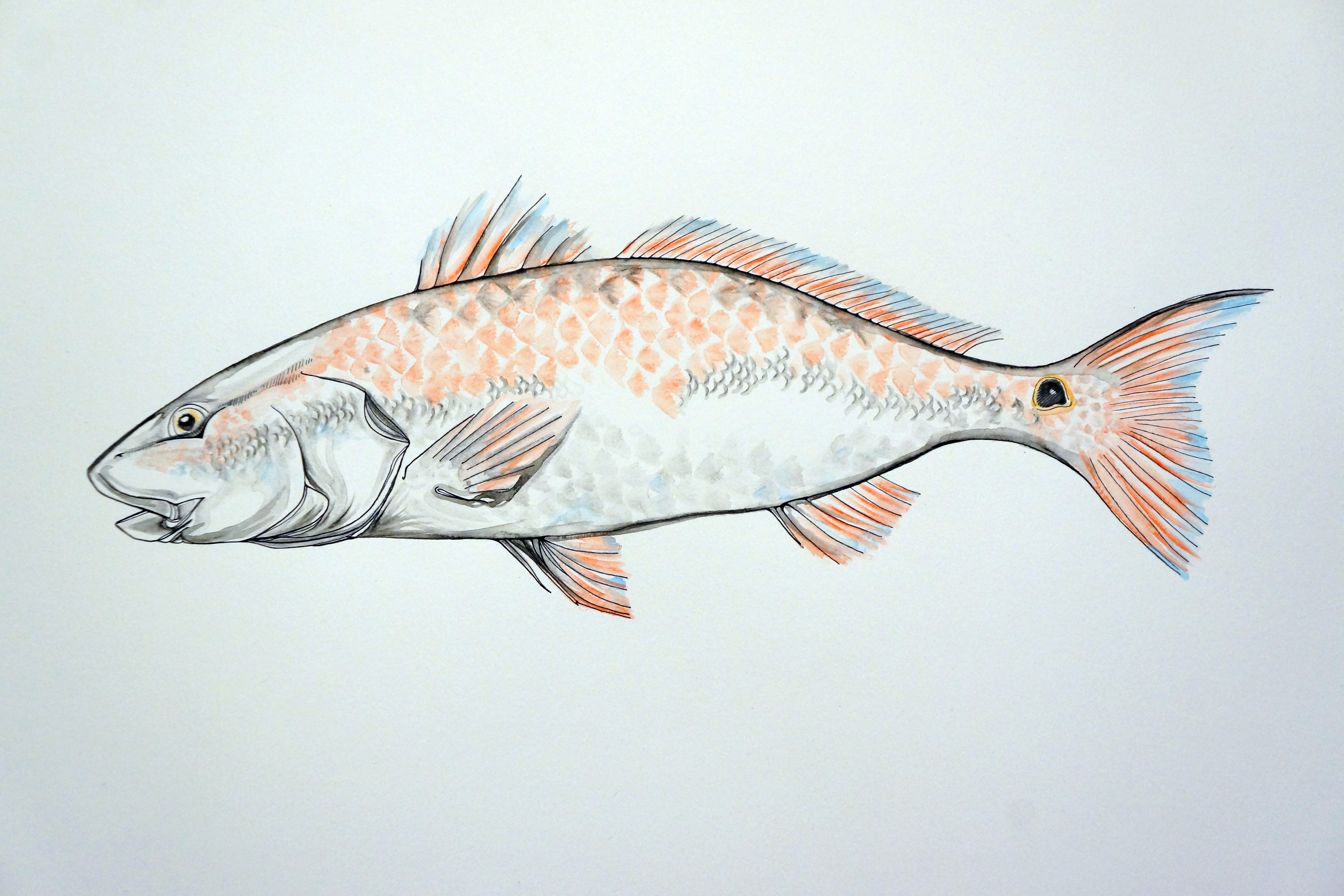 Redfish Sketch at Explore collection of Redfish Sketch