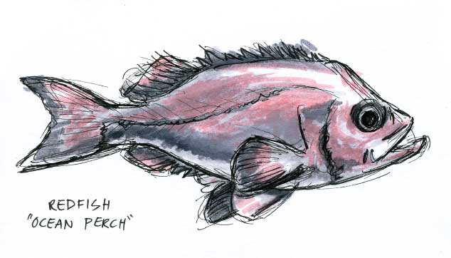 634x362 The Crabshack Gallery Sketch - Redfish Sketch